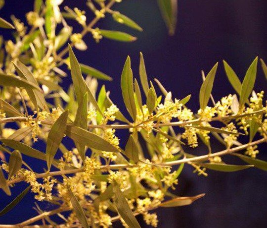 Hatzikelis Romantic Setting Romantic setting